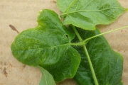 <strong>Passiflora foetida - Ramon, Laurence - 222</strong><br />© Ramon, Laurence