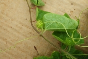<strong>Passiflora foetida - Ramon, Laurence - 222</strong><br />© Ramon, Laurence