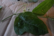 <strong>Passiflora suberosa - Ramon, Laurence - 226</strong><br />© Ramon, Laurence