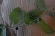 <strong>Passiflora suberosa - Ramon, Laurence - 226</strong><br />© Ramon, Laurence