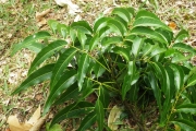 <strong>Elattostachys - Ramon, Laurence - 233</strong><br />© Ramon, Laurence