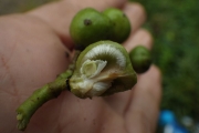 <strong>Elattostachys - Ramon, Laurence - 233</strong><br />© Ramon, Laurence