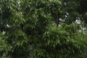 <strong>Elattostachys - Ramon, Laurence - 233</strong><br />© Ramon, Laurence