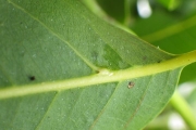 <strong>Elattostachys - Ramon, Laurence - 233</strong><br />© Ramon, Laurence