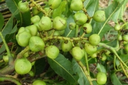 <strong>Elattostachys - Ramon, Laurence - 233</strong><br />© Ramon, Laurence