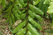 <strong>Cupaniopsis leptobotrys - Ramon, Laurence - 235</strong><br />© Ramon, Laurence