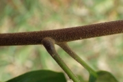 <strong>Cupaniopsis leptobotrys - Ramon, Laurence - 235</strong><br />© Ramon, Laurence