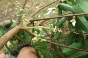 <strong>Cupaniopsis leptobotrys - Ramon, Laurence - 235</strong><br />© Ramon, Laurence
