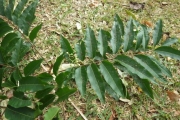 <strong>Cupaniopsis leptobotrys - Ramon, Laurence - 235</strong><br />© Ramon, Laurence