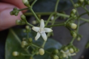 <strong>Psychotria - Ramon, Laurence - 246</strong><br />© Ramon, Laurence