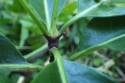 <strong>Psychotria - Ramon, Laurence - 246</strong><br />© Ramon, Laurence