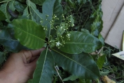 <strong>Psychotria - Ramon, Laurence - 246</strong><br />© Ramon, Laurence