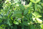 <strong>Ixora triflora - Ramon, Laurence - 247</strong><br />© Ramon, Laurence