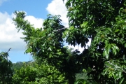 <strong>Harpullia - Ramon, Laurence - 248</strong><br />© Ramon, Laurence