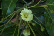 <strong>Harpullia - Ramon, Laurence - 248</strong><br />© Ramon, Laurence