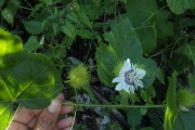 <strong>Passiflora foetida - Ramon, Laurence - 249</strong><br />© Ramon, Laurence