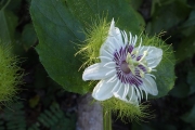 <strong>Passiflora foetida - Ramon, Laurence - 249</strong><br />© Ramon, Laurence