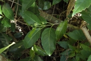 <strong>Gynochthodes myrtifolia - Ramon, Laurence - 250</strong><br />© Ramon, Laurence