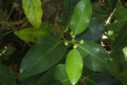 <strong>Gynochthodes myrtifolia - Ramon, Laurence - 250</strong><br />© Ramon, Laurence