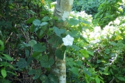 <strong>Ipomoea macrantha - Ramon, Laurence - 252</strong><br />© Ramon, Laurence