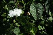 <strong>Ipomoea macrantha - Ramon, Laurence - 252</strong><br />© Ramon, Laurence