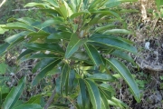 <strong>Arytera brackenridgei - Ramon, Laurence - 253</strong><br />© Ramon, Laurence