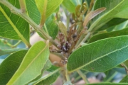<strong>Arytera brackenridgei - Ramon, Laurence - 253</strong><br />© Ramon, Laurence