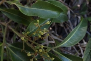 <strong>Arytera brackenridgei - Ramon, Laurence - 253</strong><br />© Ramon, Laurence