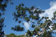 <strong>Elattostachys - Ramon, Laurence - 255</strong><br />© Ramon, Laurence