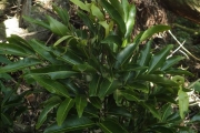 <strong>Arytera brackenridgei - Ramon, Laurence - 261</strong><br />© Ramon, Laurence