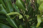 <strong>Arytera brackenridgei - Ramon, Laurence - 261</strong><br />© Ramon, Laurence