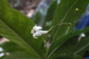 <strong>Psychotria - Ramon, Laurence - 262</strong><br />© Ramon, Laurence