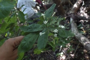 <strong>Psychotria - Ramon, Laurence - 262</strong><br />© Ramon, Laurence