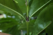 <strong>Psychotria - Ramon, Laurence - 262</strong><br />© Ramon, Laurence