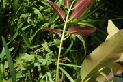<strong>Elattostachys - Ramon, Laurence - 268</strong><br />© Ramon, Laurence