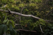 <strong>Arytera brackenridgei - Ramon, Laurence - 271</strong><br />© Ramon, Laurence
