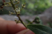 <strong>Arytera brackenridgei - Ramon, Laurence - 271</strong><br />© Ramon, Laurence