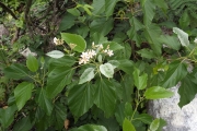 <strong>Melochia odorata - Ramon, Laurence - 273</strong><br />© Ramon, Laurence