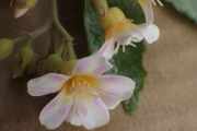 <strong>Melochia odorata - Ramon, Laurence - 273</strong><br />© Ramon, Laurence
