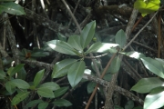 <strong>Rhizophora x lamarckii - Ramon, Laurence - 57</strong><br />© Ramon, Laurence