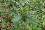 <strong>Psychotria aneityensis - Ramon, Laurence - 171</strong><br />© Ramon, Laurence