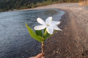 <strong>Gardenia taitensis - Ramon, Laurence - 32</strong><br />© Ramon, Laurence