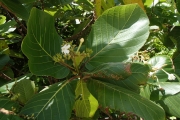 <strong>Guettarda speciosa - Ramon, Laurence - 185</strong><br />© Ramon, Laurence