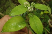 <strong>Gynochthodes myrtifolia - Ramon, Laurence - 200</strong><br />© Ramon, Laurence