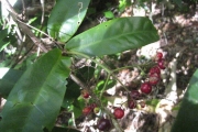 <strong>Ixora asme - Ramon, Laurence - 33</strong><br />© Ramon, Laurence