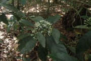 <strong>Tarenna efatensis - Ramon, Laurence - 125</strong><br />© Ramon, Laurence