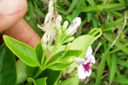 <strong>Pseuderanthemum - Ramon, Laurence - 220</strong><br />© Ramon, Laurence