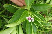 <strong>Pseuderanthemum - Ramon, Laurence - 220</strong><br />© Ramon, Laurence