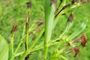 <strong>Pseuderanthemum - Ramon, Laurence - 220</strong><br />© Ramon, Laurence
