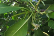 <strong>Rhizophora stylosa - Ramon, Laurence - 62</strong><br />© Ramon, Laurence